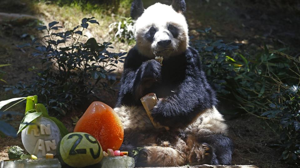 Kæmpepandaen An An, der her ses på sin 29 års fødselsdag, er blevet aflivet efter lang tids sygdom. Det meddeler Hongkongs zoologiske have torsdag. Den blev 35 år. <i>Kin Cheung/Ritzau Scanpix</i>