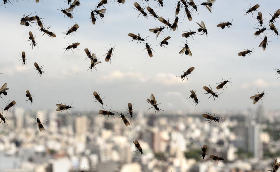 Flere oplever i øjeblikket, at der pludselig er sort af flyvemyrer i deres hjem, men det er der faktisk en god forklaring på. <i>Getty Images/iStockphoto</i>