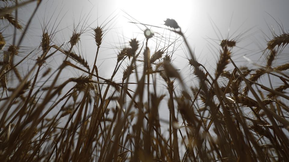 Før Ruslands invasion af Ukraine den 24. februar stod de to lande tilsammen for omkring 30 procent af verdens hvedeeksport. (Arkivfoto) <i>Clara Margais/Ritzau Scanpix</i>