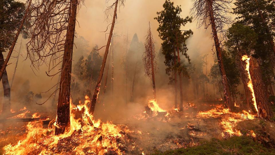 Branden nær nationalparken Yosemite startede fredag i den amerikanske delstat Californien. Over 500 store rødtræer er i farezonen. <i>Justin Sullivan/Ritzau Scanpix</i>