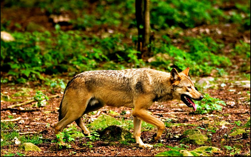 Det er bestemt ikke utænkeligt, at der kommer flere ulve i Nordjylland de kommende år, lyder det nu fra forsker. <i>Arkivfoto: Morten Juhl/Ritzau Scanpix</i>