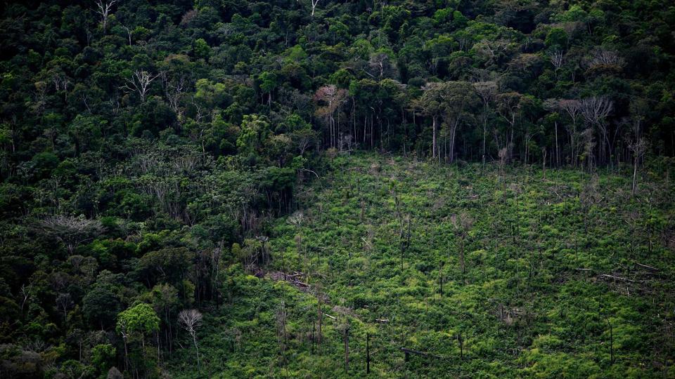 Regnskoven Amazonas i Sydamerika er et af de steder, hvor der fældes langt flere træer, end skoven kan genskabe. (Arkivfoto). <i>Mauro Pimentel/Ritzau Scanpix</i>
