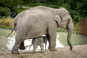 Tre elefanter i schweizisk zoo er døde af mystisk virus