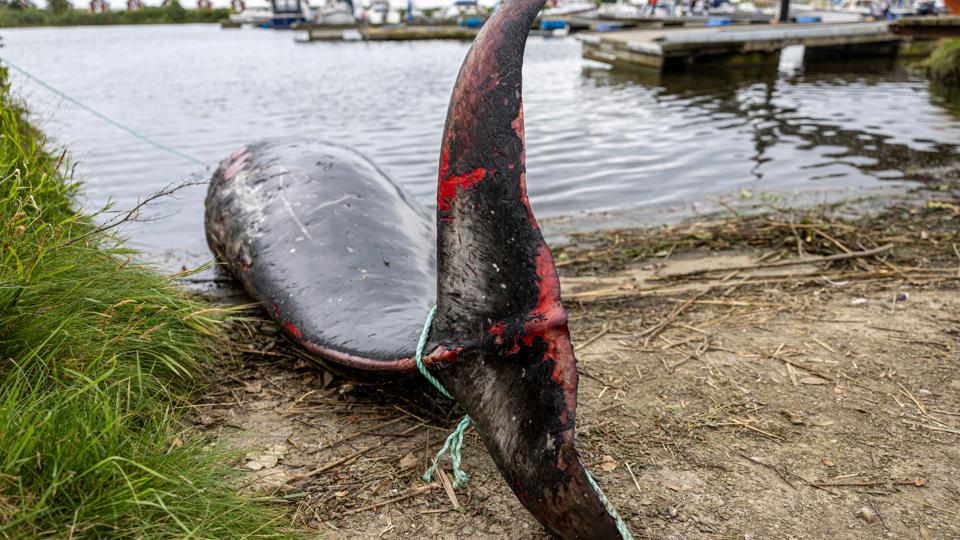 Den unge han-næbhval ved Voerså er den seneste i rækken af hvaler, der formentlig er blevet forvirrede efter at have ramt en "blindgyde" i Norske Rende. <i>Foto: Martél Andersen</i>