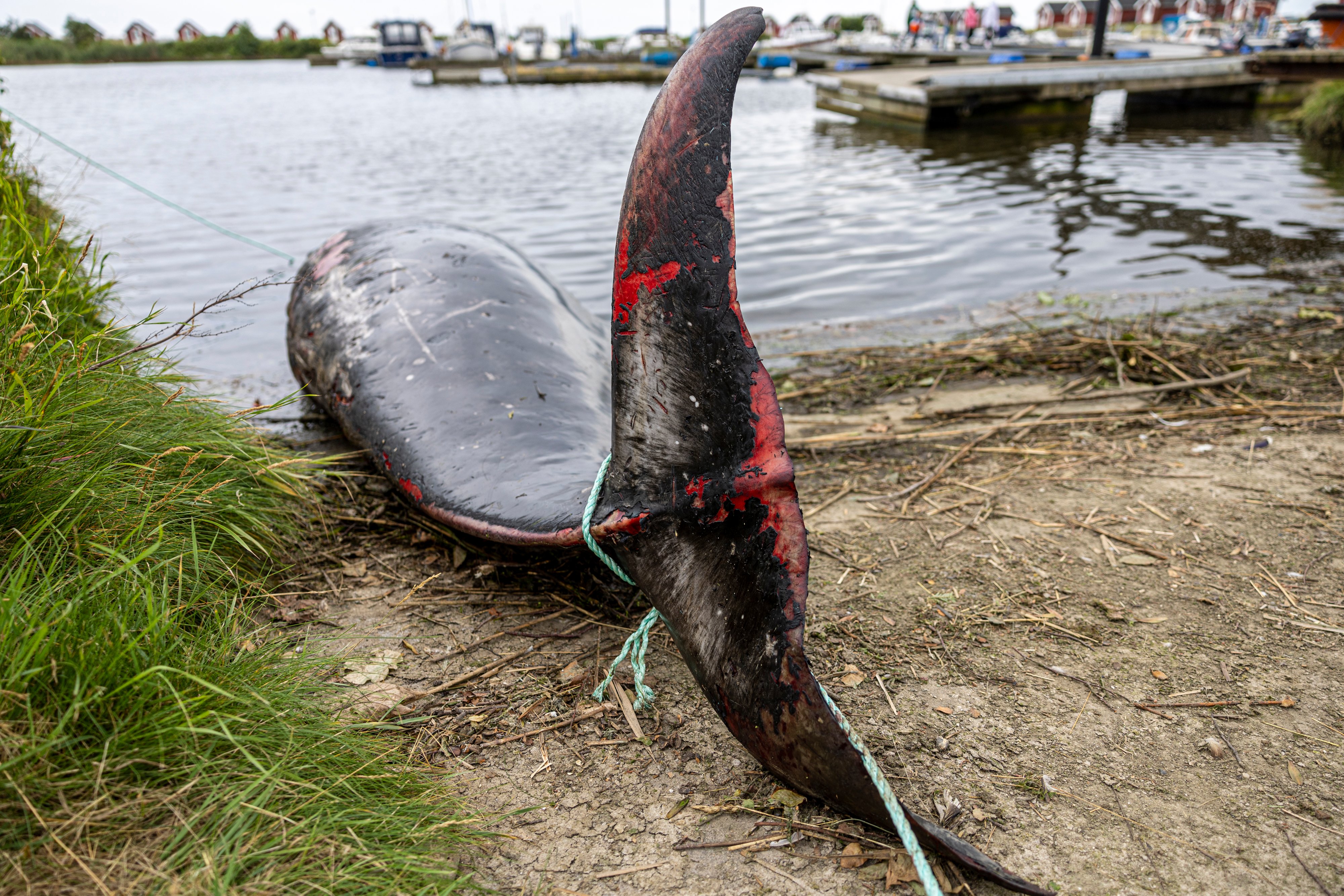 Ekspert: Derfor farer hvalerne vild i Nordjylland