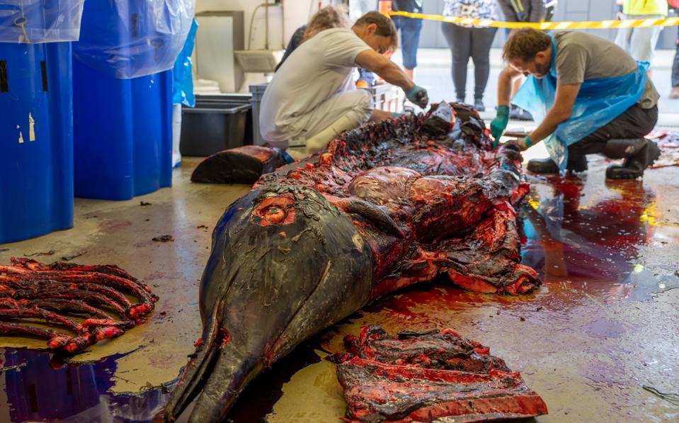 Det kan se blodigt ud, når havpattedyr obduceres. Her en næbhval, der i sommer gik på grund ved Voerså og siden blev skåret op på Aalborg Universitet. <i>Arkivfoto: Martél Andersen</i>