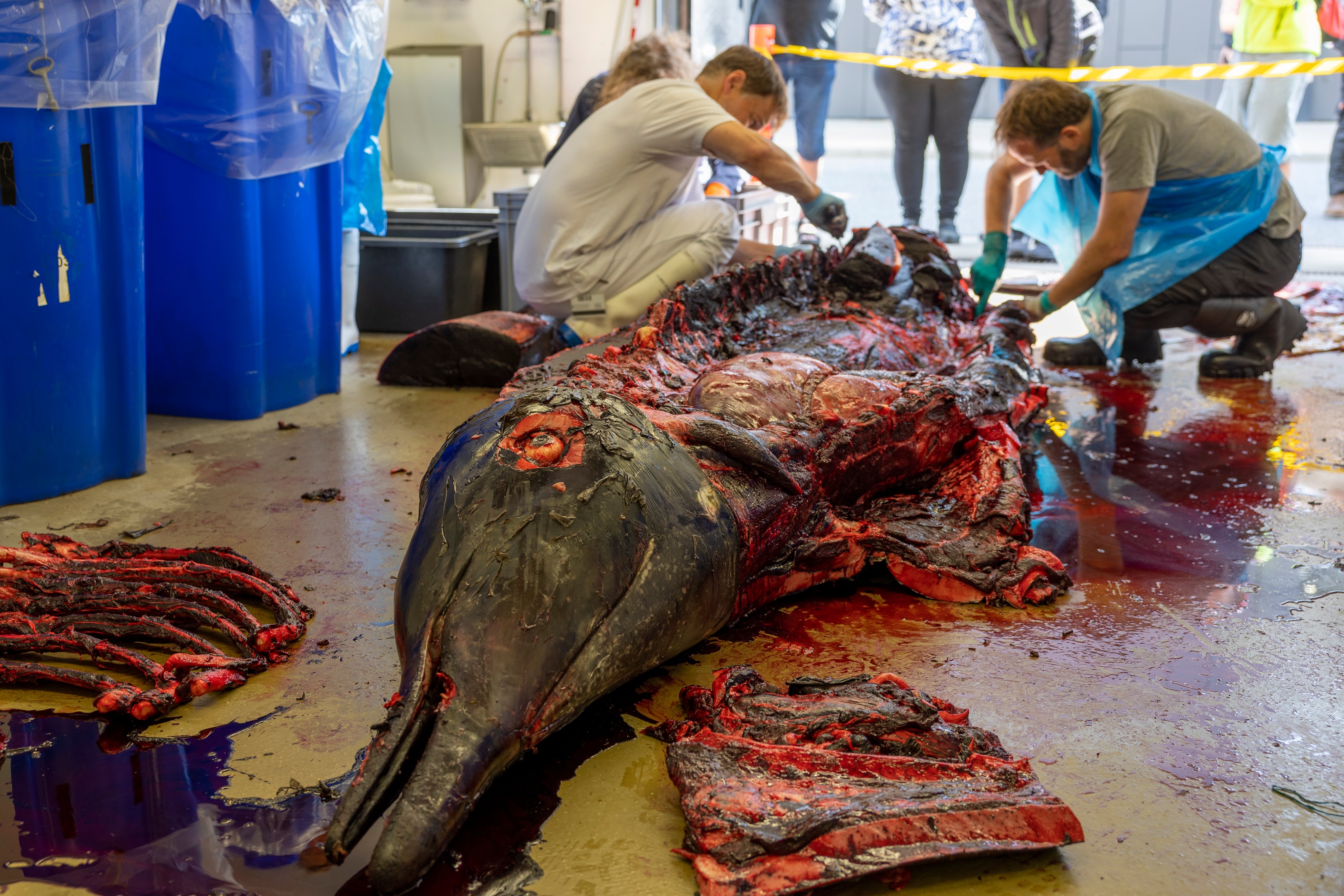 Forskere fandt flere sygdomstegn i obduceret hval