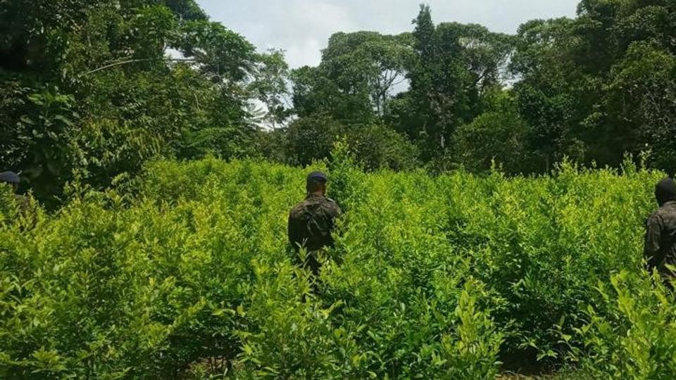 Honduranske soldater står i en kokaplantage under en operation i Honduras, hvor 1,6 millioner busker med kokablade er blevet fundet. <i>Honduras Army/Reuters</i>