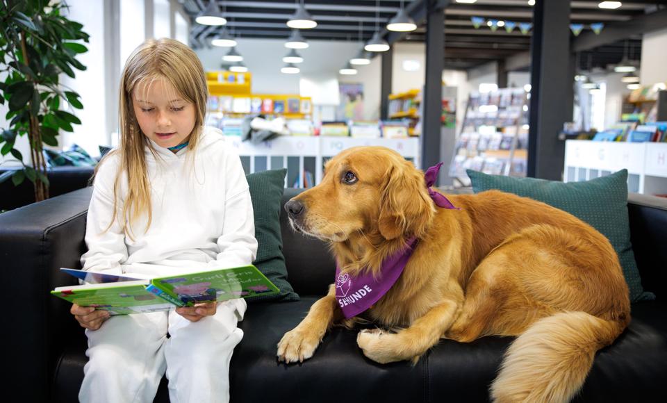 Den syv år gamle golden retriever Ardi er klar til sit nye job som læsehund på Morsø Folkebibliotek. Otteårige Nora My Bilstrup, der var på besøg på biblioteket forleden samtidig med Ardi, benyttede lige chancen til at læse en historie højt for hunden. <i>Foto: Bo Lehm</i>