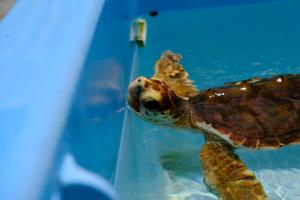 Næsten alle havskildpadder udklækkes som hunner i Florida