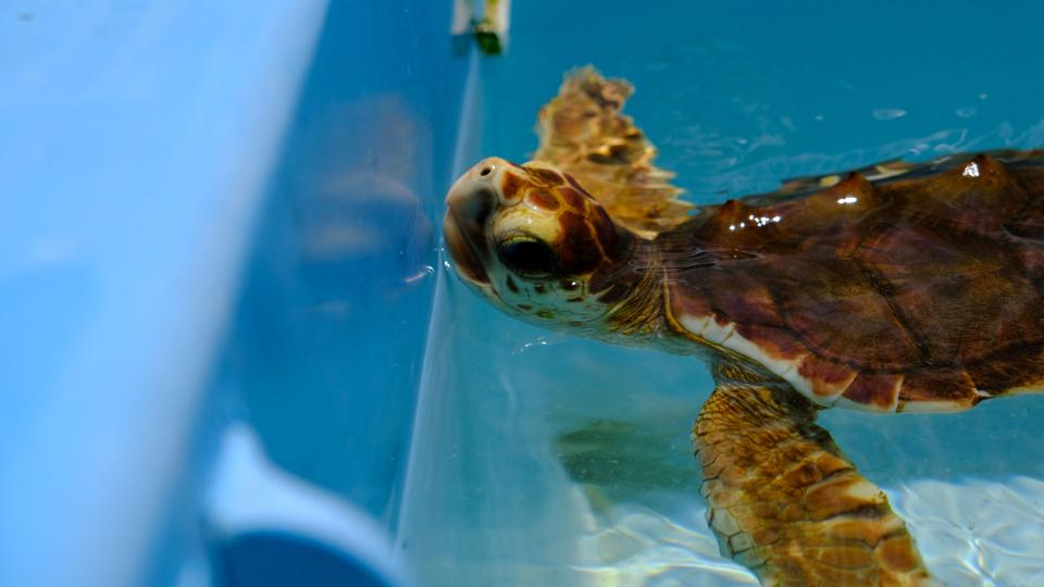Varmere somre får betydning for skildpadderne, som udklækkes på strandene i den amerikanske delstat Florida. (Arkivfoto). <i>Maria Alejandra Cardona/Reuters</i>
