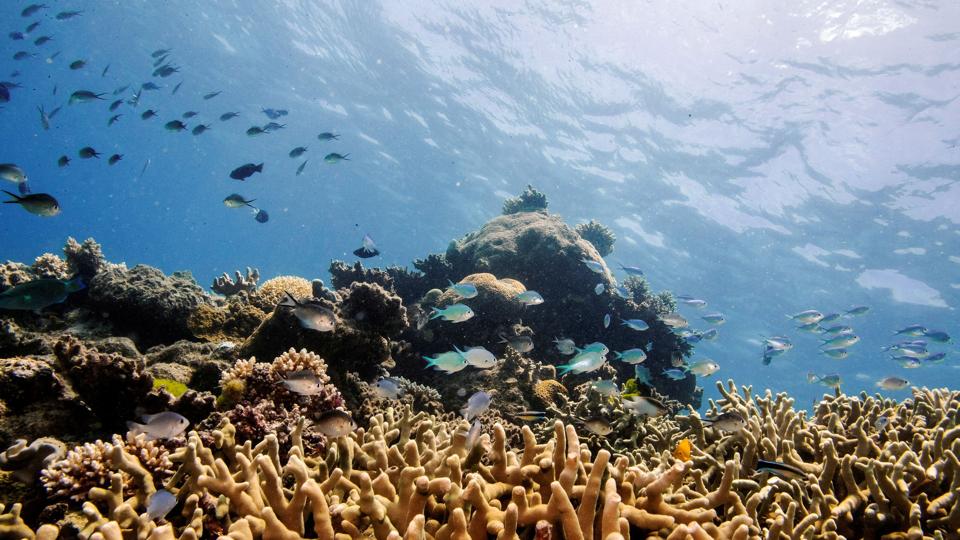 De nordlige og centrale dele af Great Barrier Reef, som oplever fremgang, er kommet sig hurtigere end ventet efter at have taget skadet. (Arkivfoto). <i>Lucas Jackson/Reuters</i>