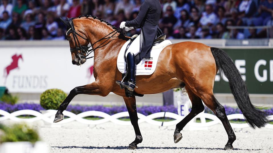 Cathrine Laudrup-Dufour hører til blandt medaljefavoritterne ved VM i Herning. Sammen med hesten Vamos Amigos peger mange på, at hun kan tage guld i de individuelle dressurkonkurrencer. Samtidig står Danmark også stærkt i holdkonkurrencen. (Arkivfoto). <i>Uwe Anspach/Ritzau Scanpix</i>