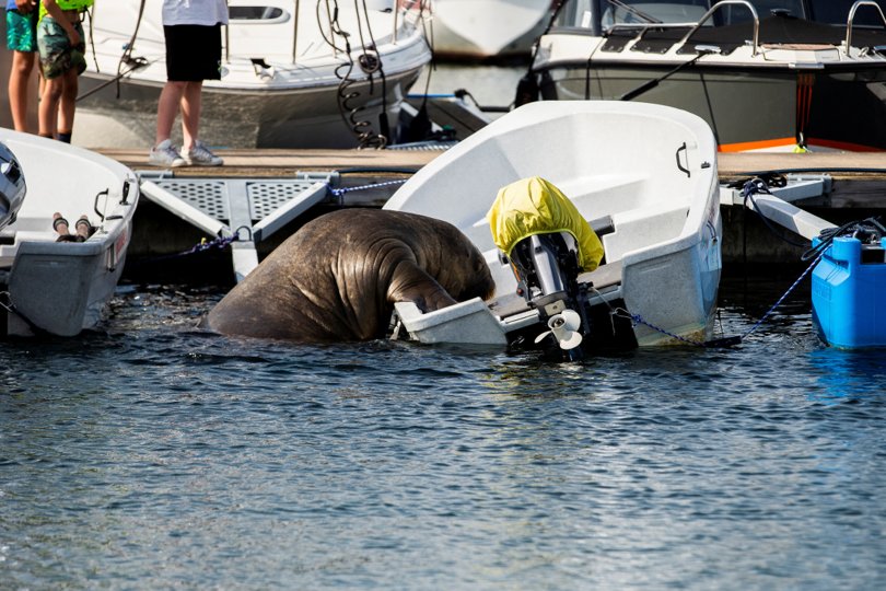 Fra Hirtshals til Oslofjorden. Den tunge hvalros Freja skaber tumult i Norge. <i>Foto: Trond Reidar Teigen/NTB/Reuters/Ritzau Scanpix</i>