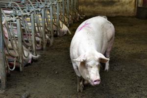 En million svin er forsvundet på grund af dårlig økonomi