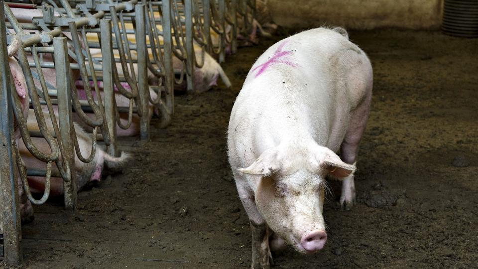 I løbet af det sidste år er grisebestanden i Danmark faldet markant med knap en million. Det skyldes en dårlig økonomi i produktionen. (Arkivfoto). <i>Henning Bagger/Ritzau Scanpix</i>