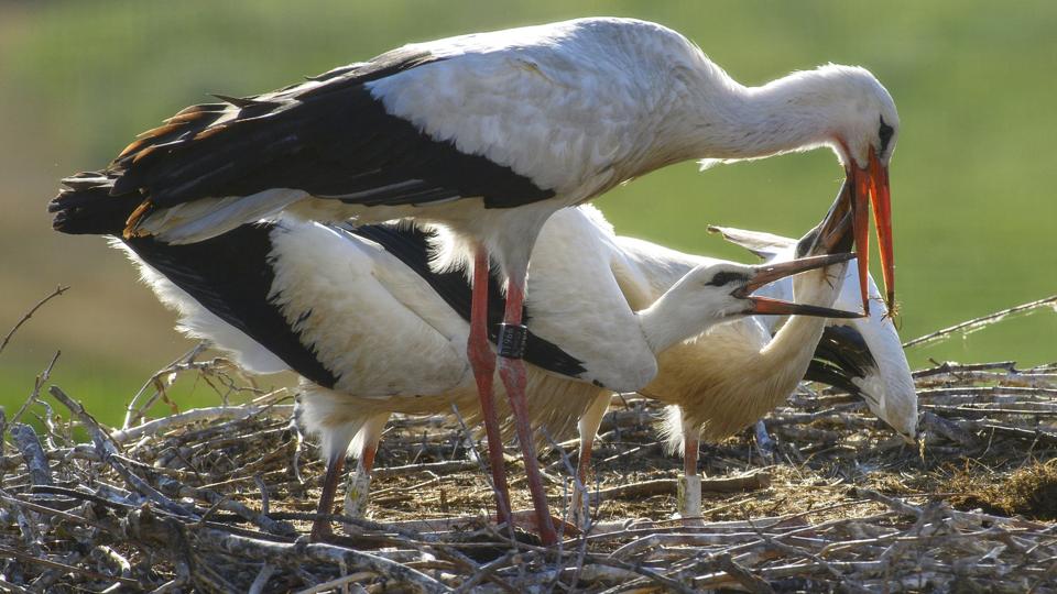 Flere storke nøjes med at tage turen til Sydspanien om vinteren. Det giver en højere overlevelsesrate end tidligere, hvor mange tog den farefulde tur til Afrika. Storkene her på billedet er fra en storkerede i Tyskland. <i>Klaus-Dietmar Gabbert/Ritzau Scanpix</i>