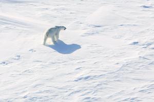 Isbjørn skader fransk turist under telttur på Svalbard