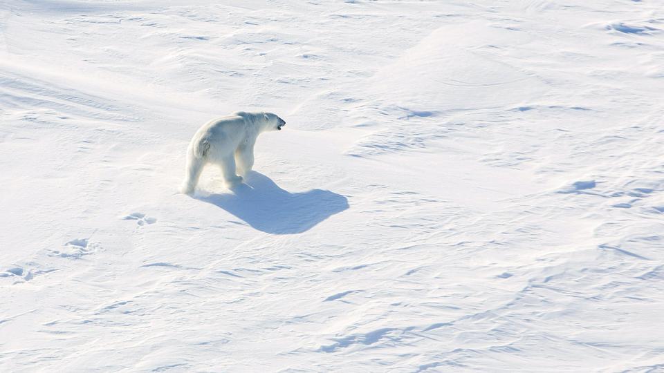 En isbjørn - ikke den på billedet - angreb mandag en fransk turist på Svalbard. (Arkivfoto). <i>Tore Meek/Ritzau Scanpix</i>