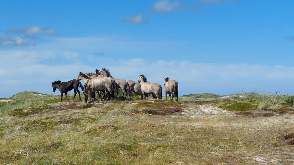 De 10 konik-heste, der er lukket ud i indhegning syd for Klitmøller, har bragt sindene i kog hos nogle Facebook-brugere, der blandt andet beskylder Naturstyrelsen for dyremishandling. <i>Privatfoto</i>