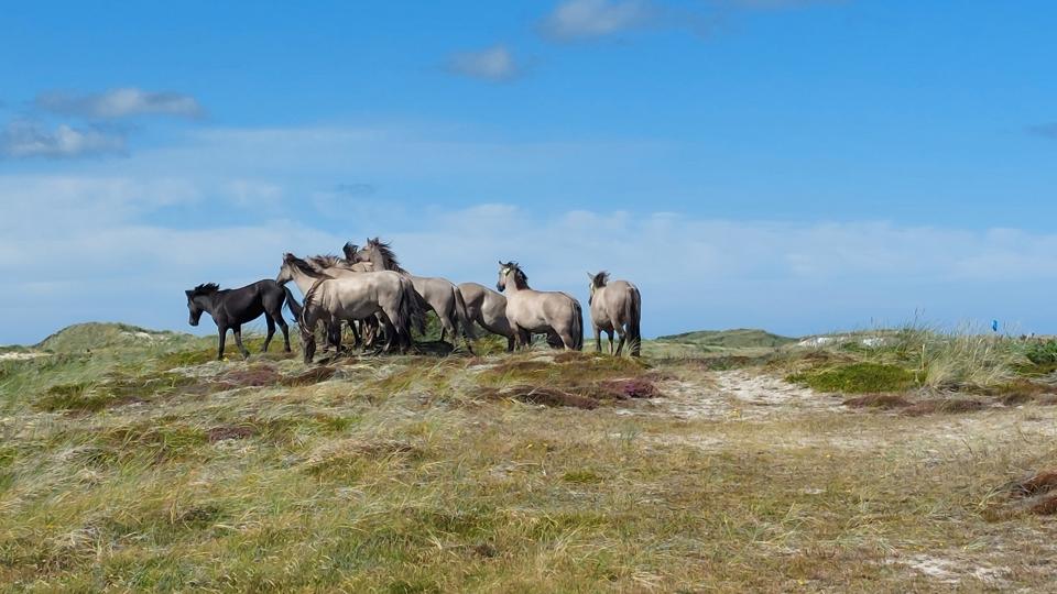 10 konik-heste, der er lukket ud på et stort, indhegnet areal syd for Klitmøller skal give viden om helårsafgræsning af klitnatur. <i>Privatfoto</i>