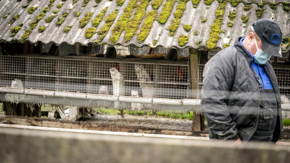 Ordren om at alle danske avlsmink skulle slås ned, kom i november 2020. Siden har medarbejdere i minkbranchen og sideerhverv kunne tage sig en ny uddannelse for statens regning. <i>Arkivfoto: Mads Claus Rasmussen / Ritzau Scanpix</i>