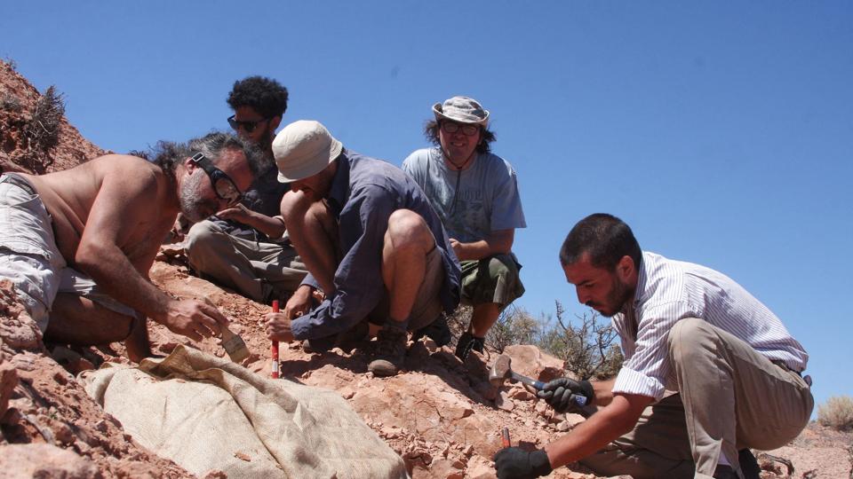 Palæontologer har arbejdet med at udgrave fossilet af den nye dinosaurart i ti år. (Arkivfoto). <i>Handout/Reuters</i>