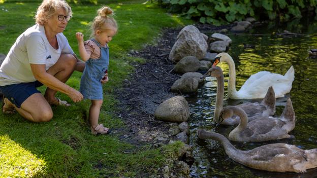 2-årige Mynte, der besøger Svanelunden med sine bedsteforældre, ved godt, hvordan man bliver gode venner med svanerne. <i>Foto: Kim Dahl Hansen</i>