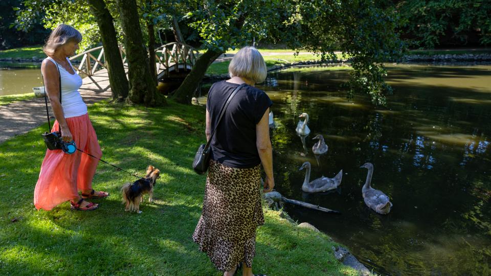 Britta Jensen og Inger Andersen har adskillige gange været vidner til grov chikane mod svanerne i Svanelunden. <i>Foto: Kim Dahl Hansen</i>