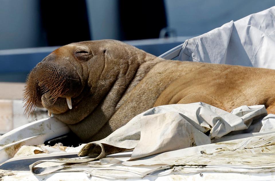 Hvalrossen "Freya", som har besøgt Nordjylland flere gange, var sund og rask. Her er hun fotograferet, mens hun hvilede sig på en båd i Oslofjorden. <i>Foto: Tor Erik Schrder/AFP/Ritzau Scanpix</i>