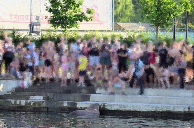Hvalrossen "Freya", som skimtes nederst i fotoet, vakte stor opsigt i Norge. Men den store interesse skabte farlige situationer. <i>Foto: Fiskeridirektoratet, Norge</i>
