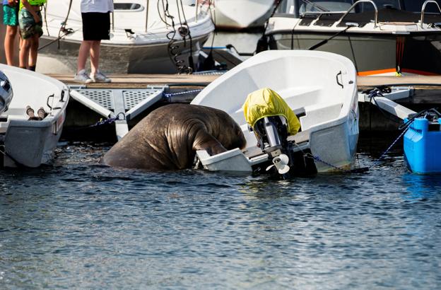 Hvalrossen Freya på vej op i en båd i en havn i Oslofjorden. Fotoet er taget 20. juli. <i>Foto: Trond Reidar Teigen/NTB/Reuters/Ritzau Scanpix</i>