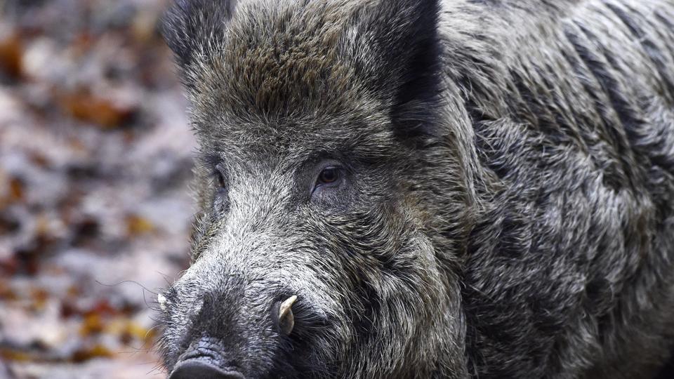 Svensk politi finder det sandsynligt, at en dansk mand i 60'erne, som onsdag er fundet død i et jagttårn, døde efter at været blevet såret af et vildsvin. (Arkivfoto). <i>Tobias Schwarz/Ritzau Scanpix</i>