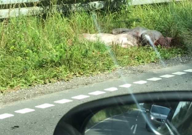 Flere grisene løb rundt på vejen og aflives. Dybvadvej var i en periode spærret for trafik. <i>Foto: Charlotte Reinert Øregaard</i>