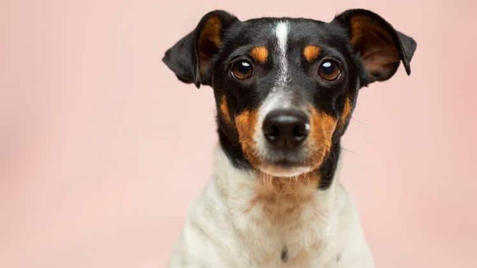 Hunde til salg online <i>-</i>