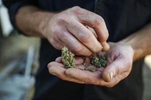 Schweizisk region starter forsøg med lovlig cannabis