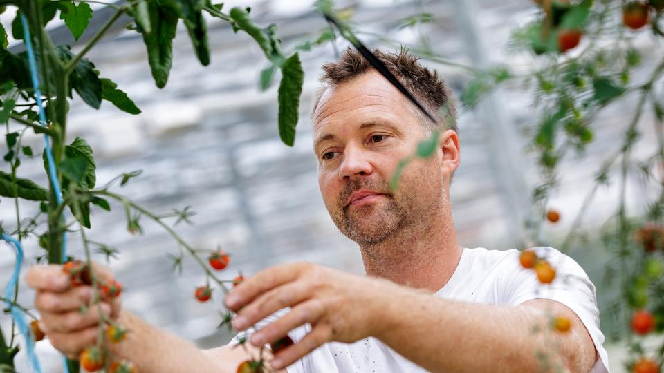 René Kjær Buus producerer hvert år fire millioner potter løg og 1,2 millioner potter grøntsagsplanter i gartneriet Floragreen. <i>Foto: Henrik Bo</i>