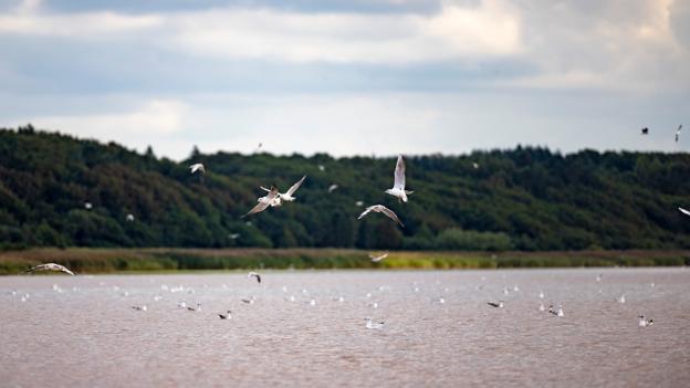 Mågerne har en fest, når der er iltsvind og bundvending. Døde fisk, muslinger og krabber flyder i overfladen som en gratis buffet. <i>Foto: Martél Andersen</i>