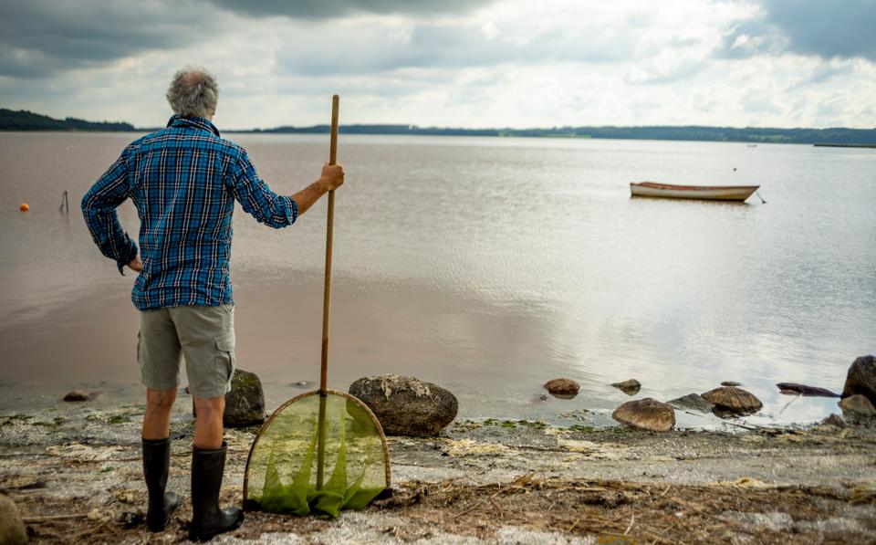 Biolog Thorsten Riis spejder udover Halkær Bredning, der er ramt af et kraftigt iltsvind. Det starter med fosfor og kvælstof fra markerne, der siver ud i vandløb, når det regner - og slutter med fiskedød og en voldsom lugt af rådne æg. <i>Foto: Martél Andersen</i>