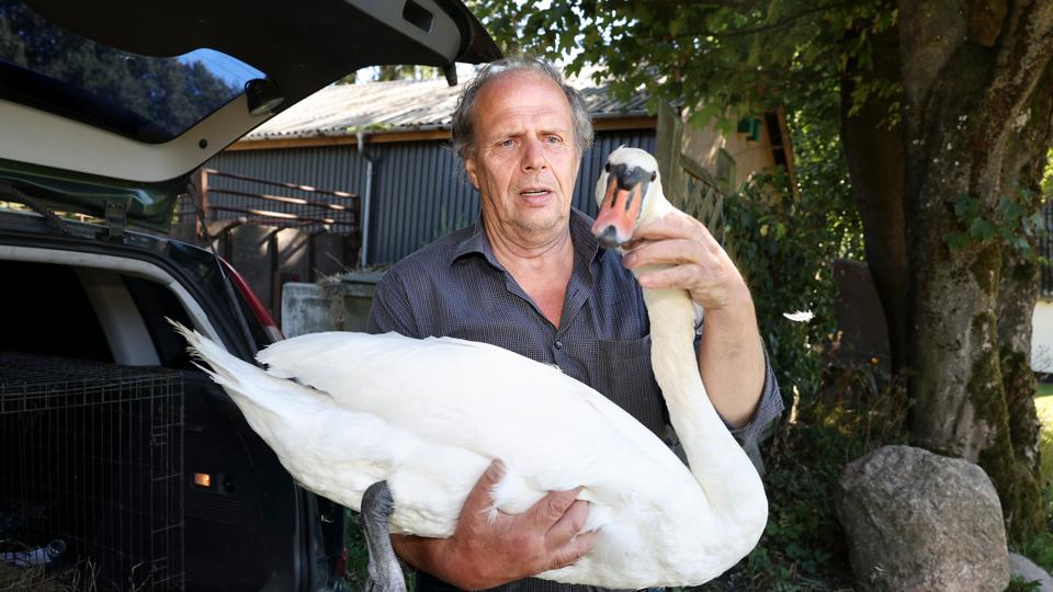 Henrik Andersen hentede mandag morgen svanefar hjem, fordi den var kommet til skade med det ene ben. <i>Foto: Bente Poder</i>