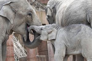 Ung hanelefant er død af herpesvirus i zoo i København