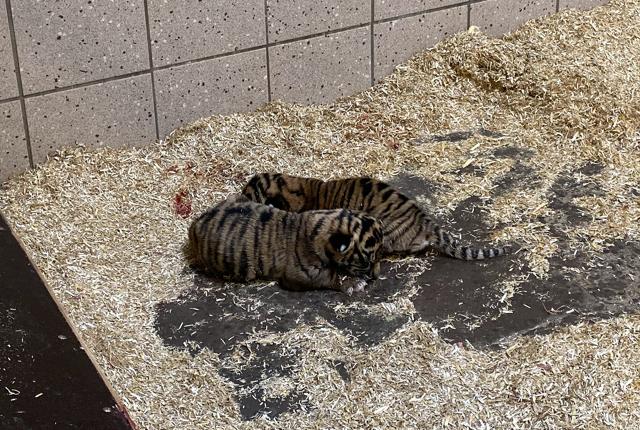 Her er de så, de to nye tigerbørn i zoo. Foto: Aalborg Zoo