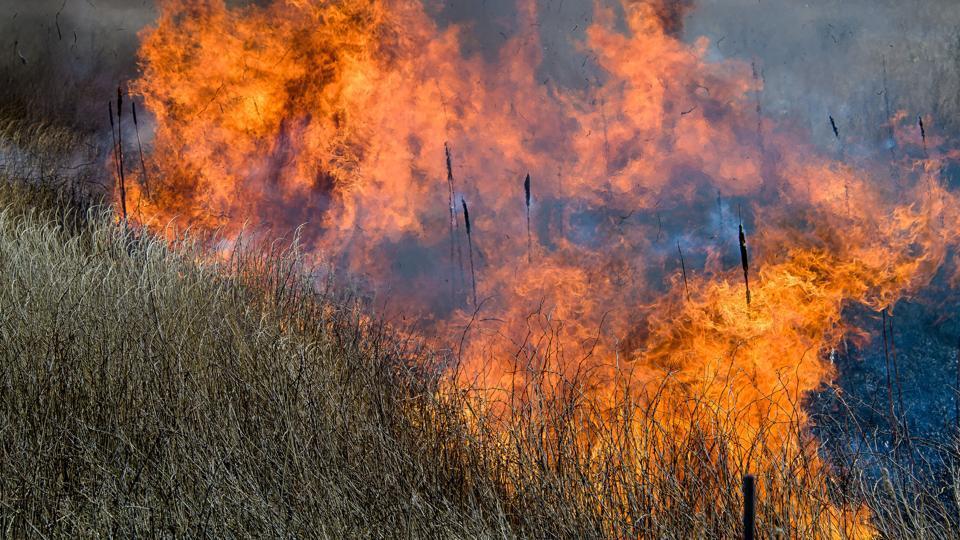 Naturen er tør lige nu, og der kan hurtigt opstå brand. Arkivfoto: Bo Lehm