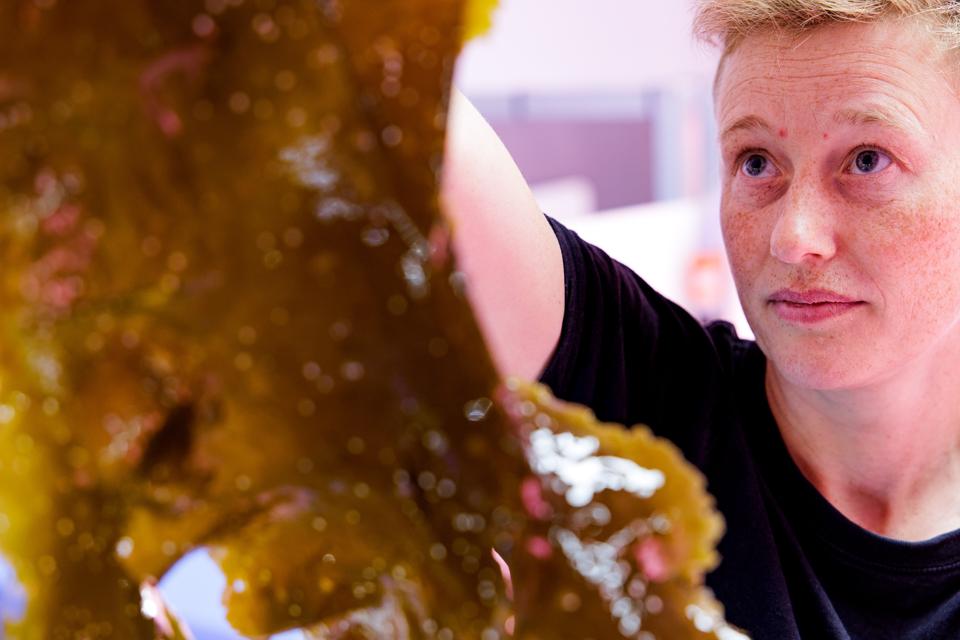 Sukkertang er ét stort blad, der kan blive omkring tre meter langt. Mette Møller, seniorforsker på Dansk Skaldyrcenter, viser, hvordan man på bladet kan finde pletter med sporer, der kan bruges til opformering. <i>Foto: Bo Lehm</i>
