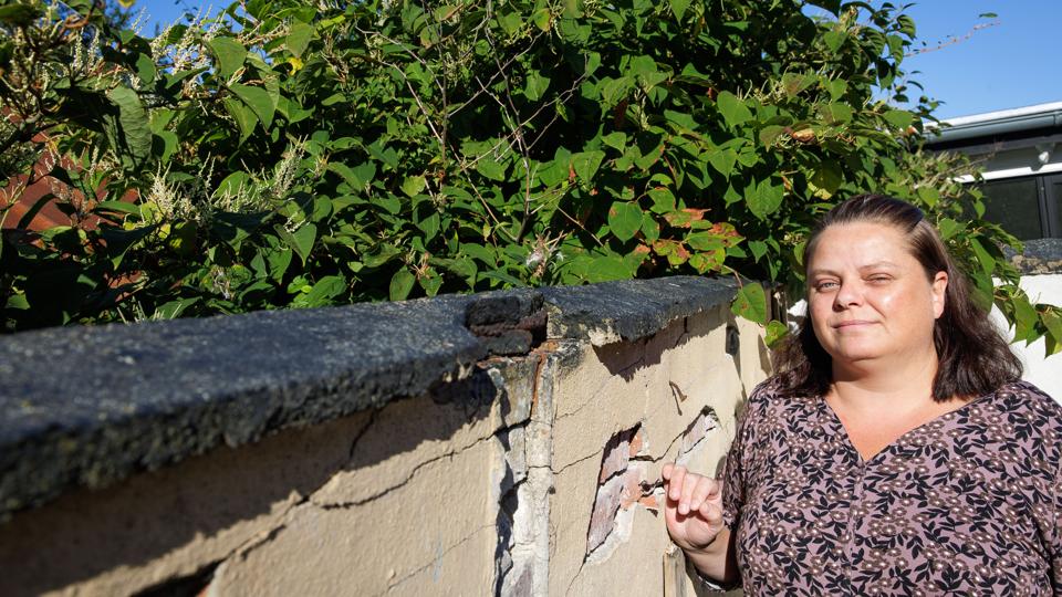 Heidi Holmgaard Christensens skelmur er faretruende ustabil og skal rives ned. Synderen er den voldsomme trælignende plante, der står på naboens side af skellet.