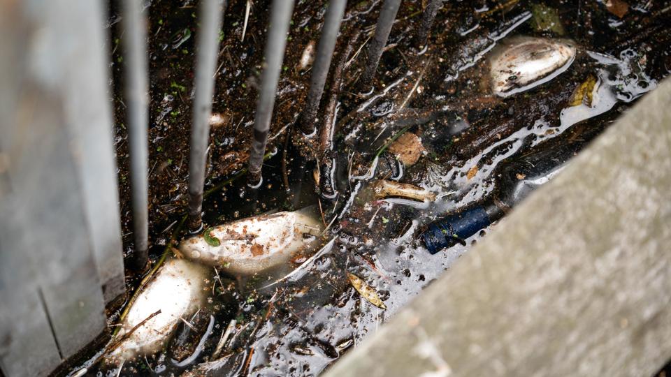 Iltsvind kan betyde, at fisk døre som mangel på ilt. Det var tilfældet for disse fisk ved Rebæk Sø i Hvidovre. (Arkivfoto). <i>Emil Helms/Ritzau Scanpix</i>