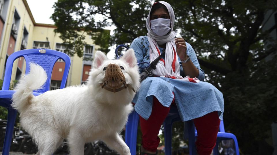 En kvinde venter på at få rabies-vaccine til sin hund i Indien. En 12-årig piges død af hundegalskab i Indien har skabt nyt fokus på landets mange millioner omstrejfende hunde. Det rapporterer BBC. (Arkivfoto) <i>Arun Sankar/Ritzau Scanpix</i>