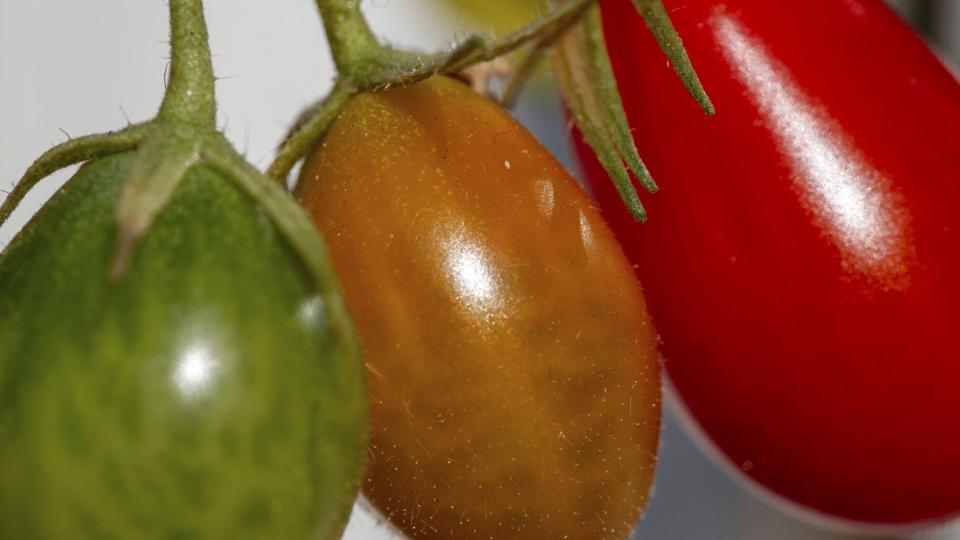Blandt andet i Coops supermarkeder vil man ikke kunne få danskproducerede vintertomater og -agurker. (Arkivfoto). <i>Fernando Gutierrez-Juarez/Ritzau Scanpix</i>