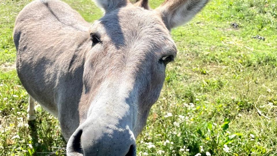 Æselterapi <i>Rideklubben SRV Tyrsig</i>