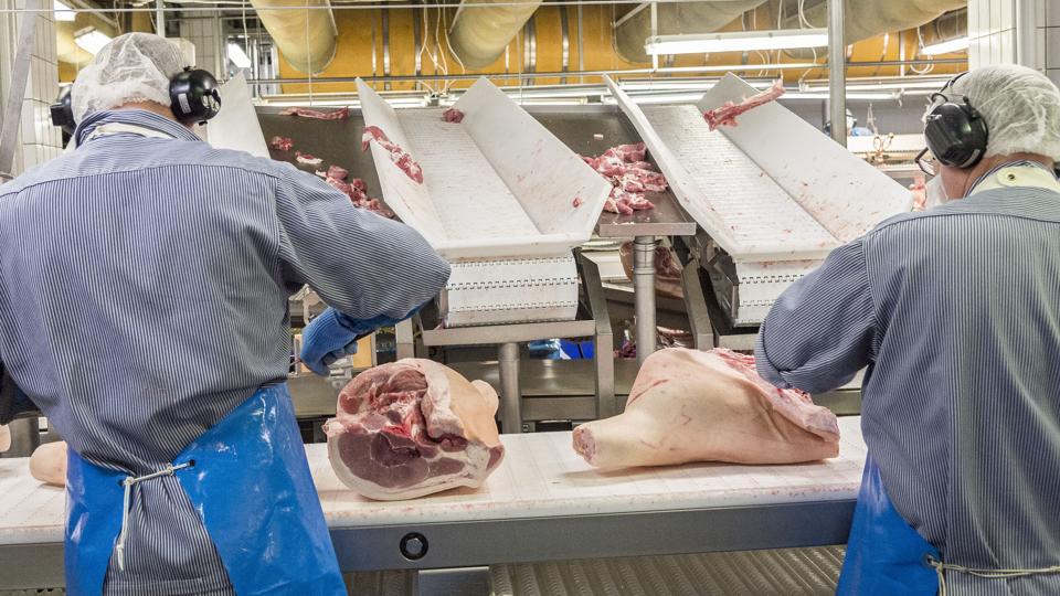 Andelshaverne bag Danish Crown vælger i stigende grad at sende grise til eksport, fremfor at få dem fedet op sendt til slagtning på slagterier i Danmark.  <i>Foto: Kim Dahl Hansen</i>